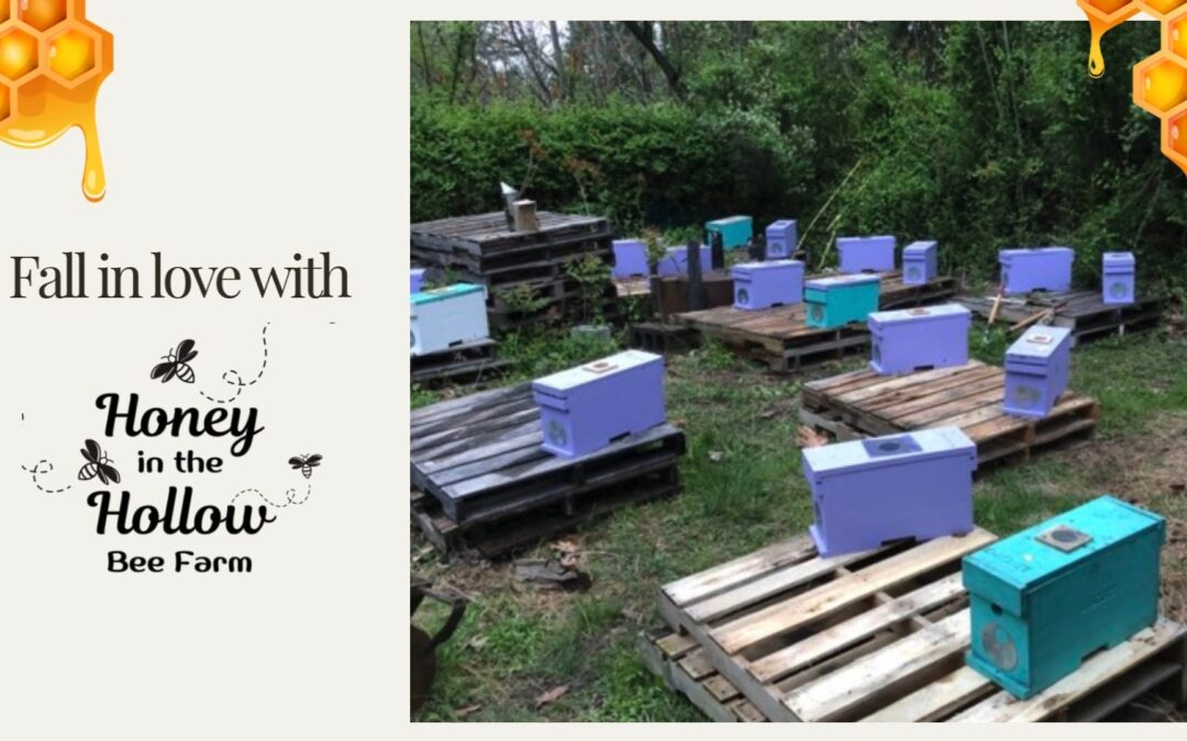 A post from Honey In The Hollow Bee Farm LLC