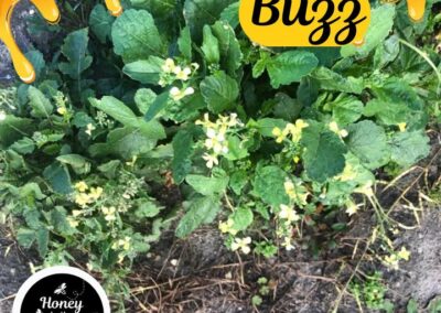 ⁉ Why post a photo of a Wild Radish plant?