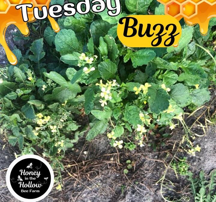 ⁉ Why post a photo of a Wild Radish plant?