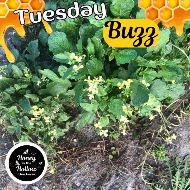 ⁉ Why post a photo of a Wild Radish plant?