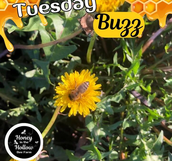 ???????? Within moments of being resettled in their bee yards in South Carolina, the bees were out of their hives looking for sources …