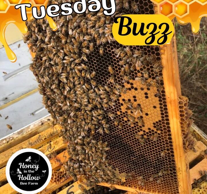 ???????? Beekeeper Glenn was thrilled and surprised to see this frame in one of his boxes that he just transported from NY to South Ca…