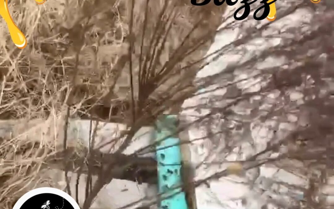 ????????Our honeybees are happy!