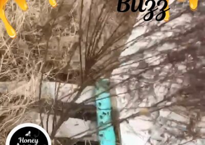 ????????Our honeybees are happy!