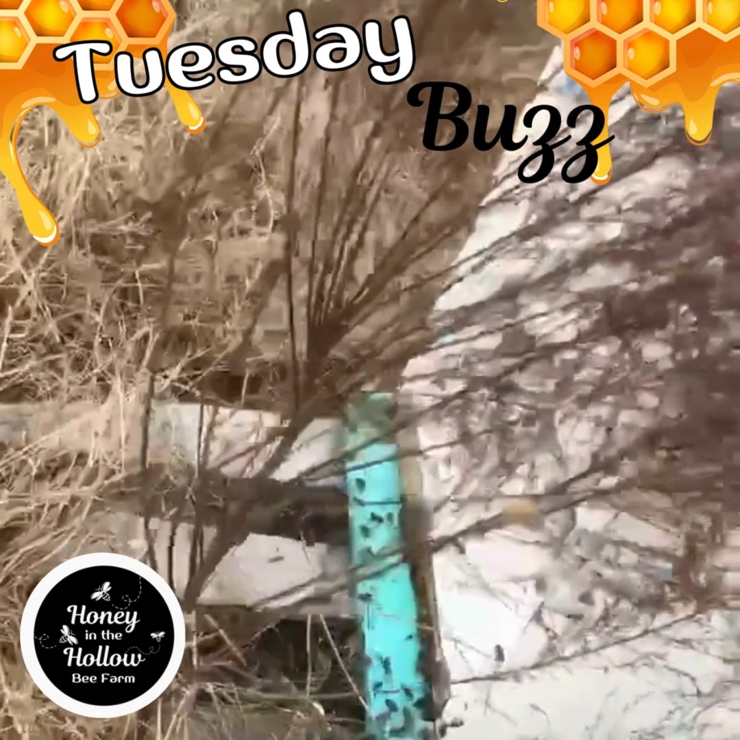 ????????Our honeybees are happy!