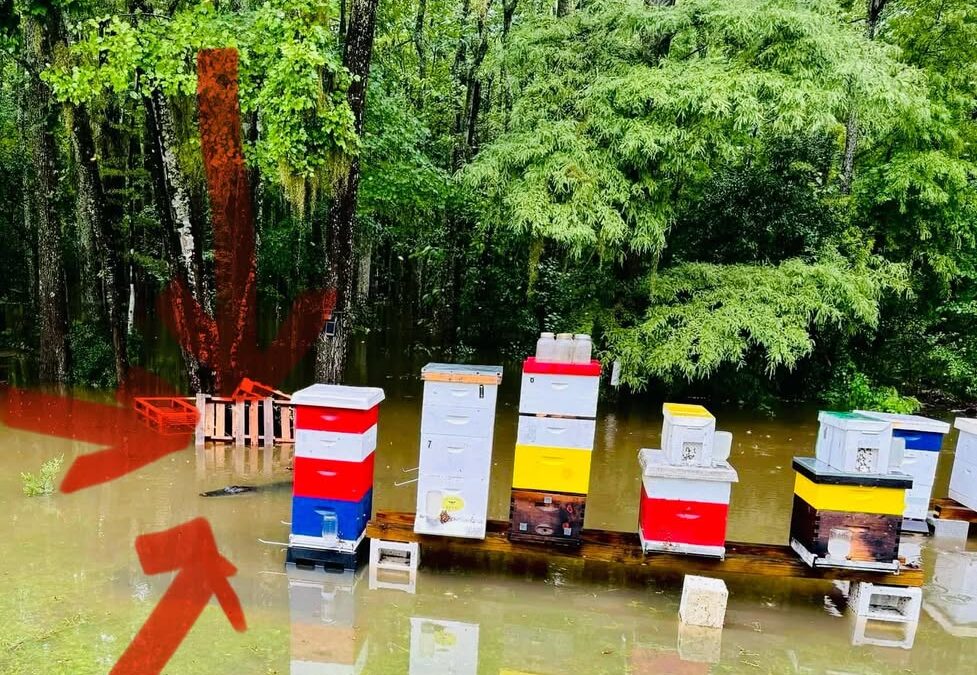 Photos from Charleston Community Bee Gardens’s post