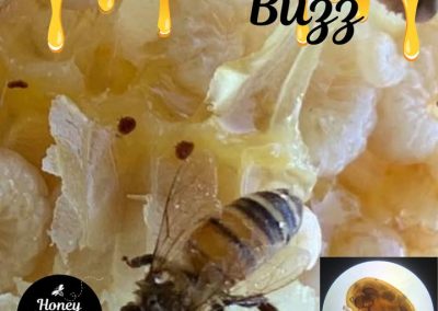 🐝 When our bees arrive in South Carolina, we’ll check on them and treat them for mites—if it’s warm enough!