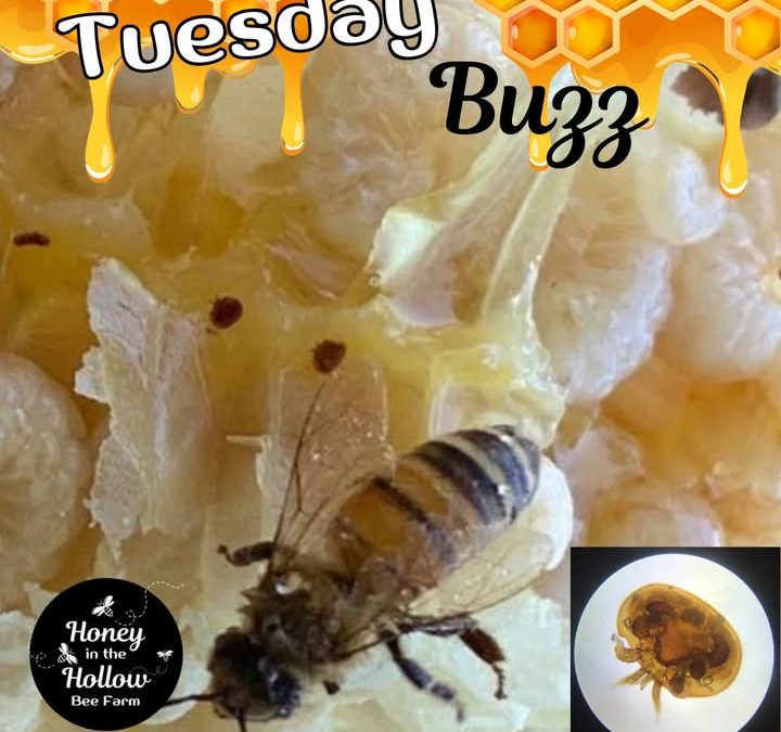 🐝 When our bees arrive in South Carolina, we’ll check on them and treat them for mites—if it’s warm enough!