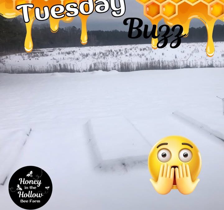 Just a bit ago, we were sharing how our girls????????—the bees—were thriving in the warm South Carolina sunshine