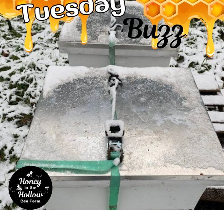 Did you know honey bees don’t hibernate like most insects?