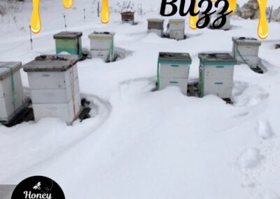 Unlike their spring and summer sisters, winter bees are special!