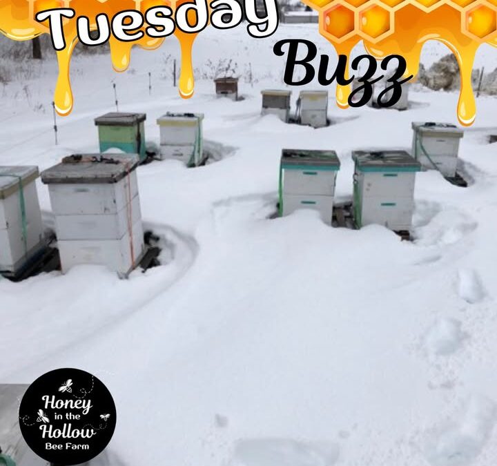 Unlike their spring and summer sisters, winter bees are special!
