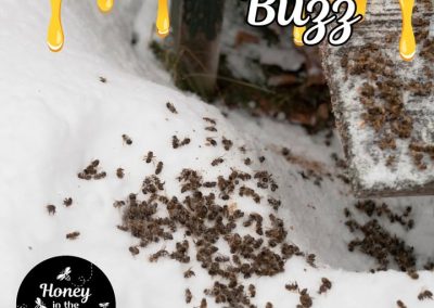 🐝🐝 Ever spot honeybees buzzing out of their hives on a warm winter day?