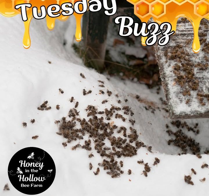 🐝🐝 Ever spot honeybees buzzing out of their hives on a warm winter day?