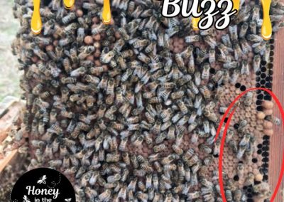 🐝 What Is Drone Brood in a Beehive?