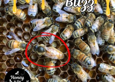 👑 The Queen Bee: The Heart of the Hive!