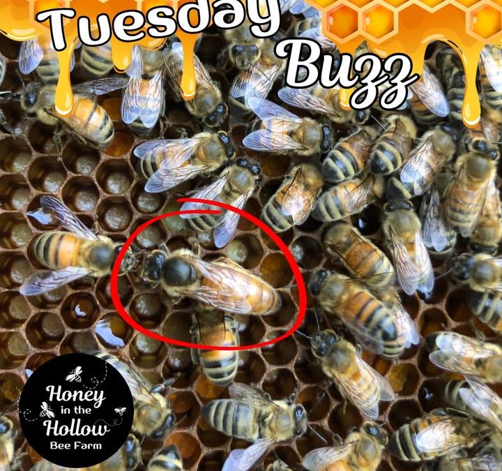 👑 The Queen Bee: The Heart of the Hive!