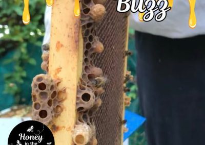 👑🐝 Time to Raise New Queens!