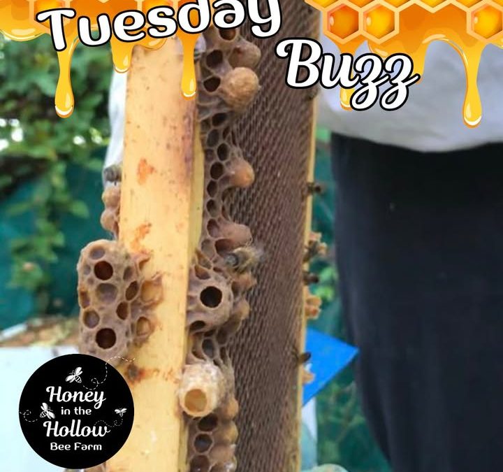 👑🐝 Time to Raise New Queens!