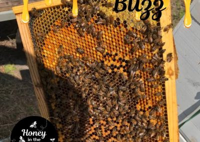 Blog 12 🌸🐝 The Importance of Pollen to Honey Bees 🐝🌸