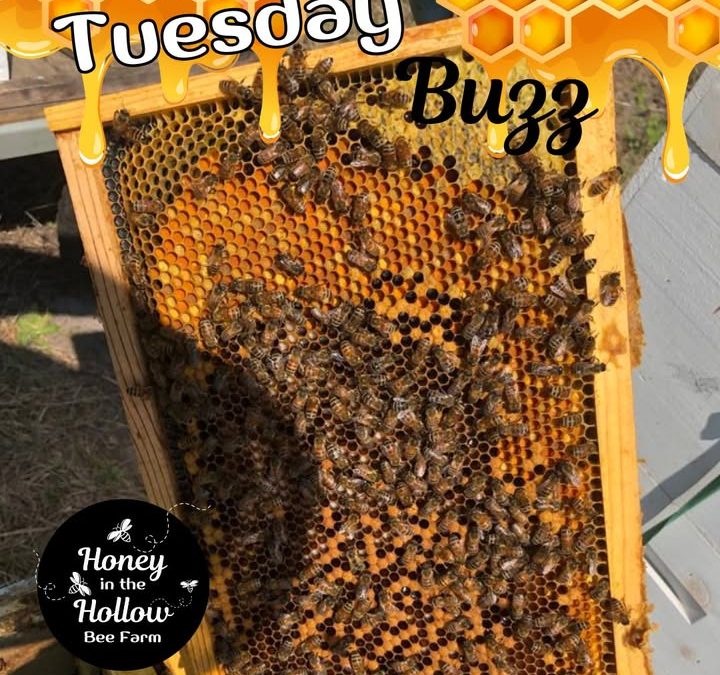 🌸🐝 The Importance of Pollen to Honey Bees 🐝🌸