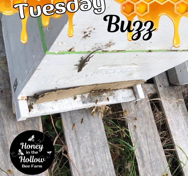 🦎We don’t just have our bees for company, sometimes these critters come along to say hello