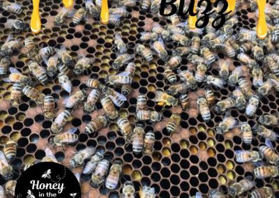 Blog 11 🐝💛 Honeybees Covered in Pollen – The Sweet Mess of Nature!