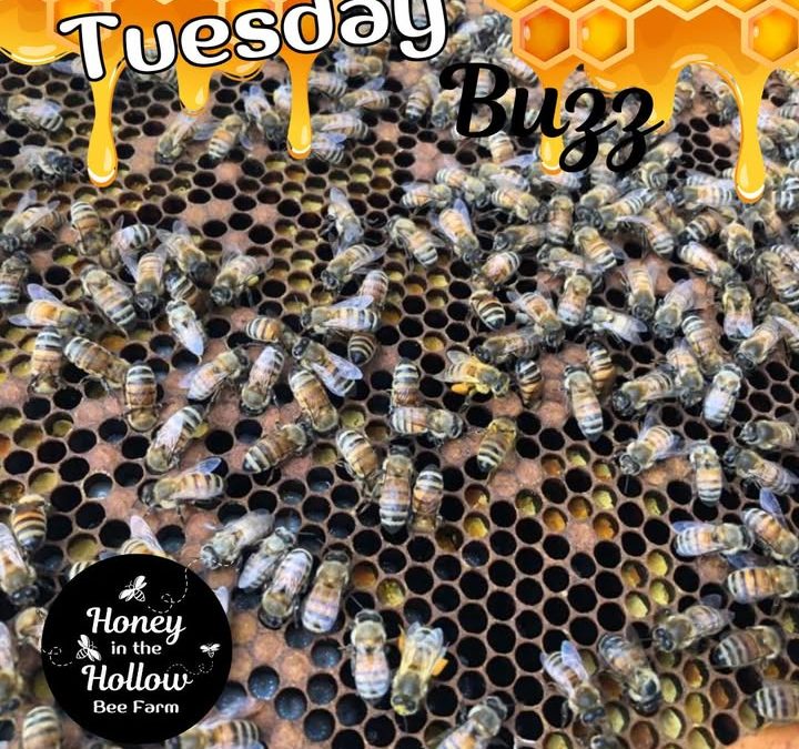 🐝💛 Honeybees Covered in Pollen – The Sweet Mess of Nature!