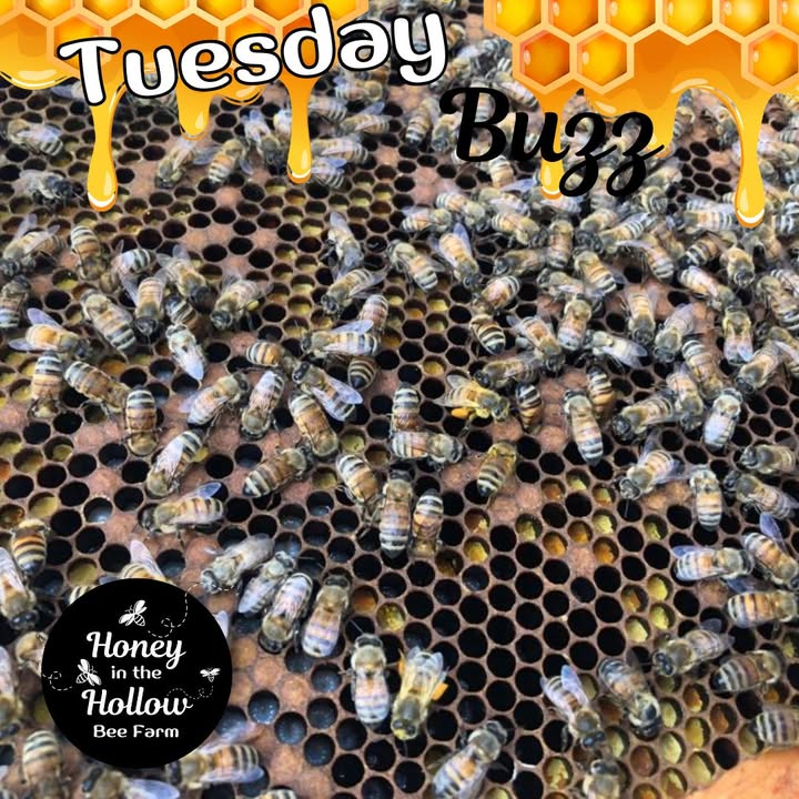 🐝💛 Honeybees Covered in Pollen – The Sweet Mess of Nature!