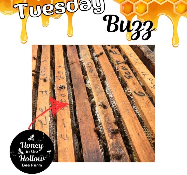 🐝✨ White Wax on Beehives?