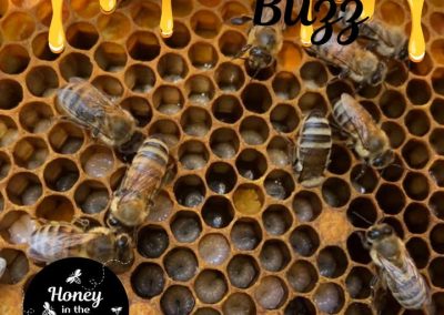 Blog 8 🐝👶 Pollen: The Superfood for Honeybee Larvae!