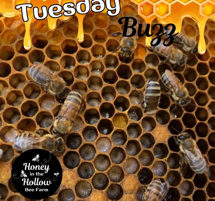 🐝👶 Pollen: The Superfood for Honeybee Larvae!