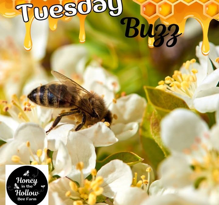 In Pennsylvania, May is peak foraging season for honeybees!