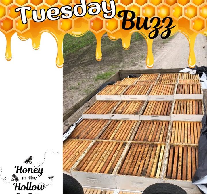 We’ve pulled our first harvest of honey🍯 for the season