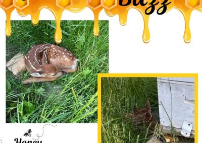 Blog 2 👀 We get interesting visitors to our hives🐝