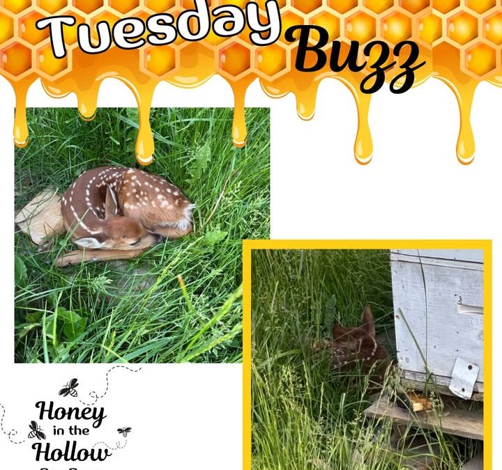 👀 We get interesting visitors to our hives🐝