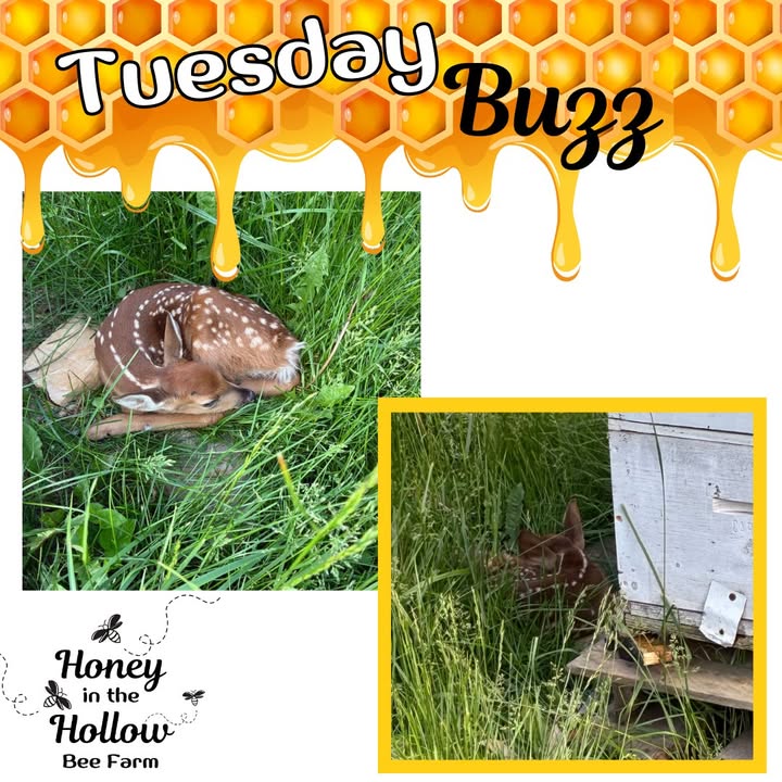 ๐ We get interesting visitors to our hives๐