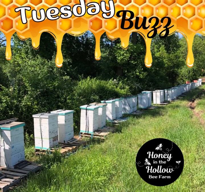 🌼🌸🌷Nestled in against blackberry bushes and honeysuckle, the 🐝 bees will flourish for some time before the nectar flow ceases