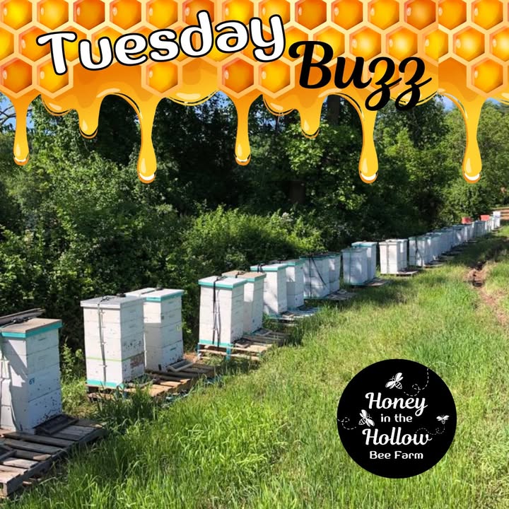 🌼🌸🌷Nestled in against blackberry bushes and honeysuckle, the 🐝 bees will flourish for some time before the nectar flow ceases