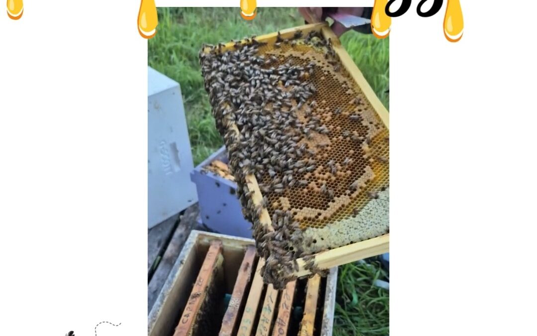 In between transporting the bees and their honey, the beekeeper must work with his bees to keep them healthy