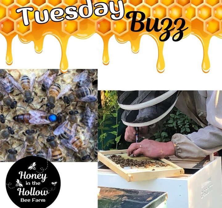 Ever wonder why you see those strange colored dots on a queen bee’s🐝 thorax?