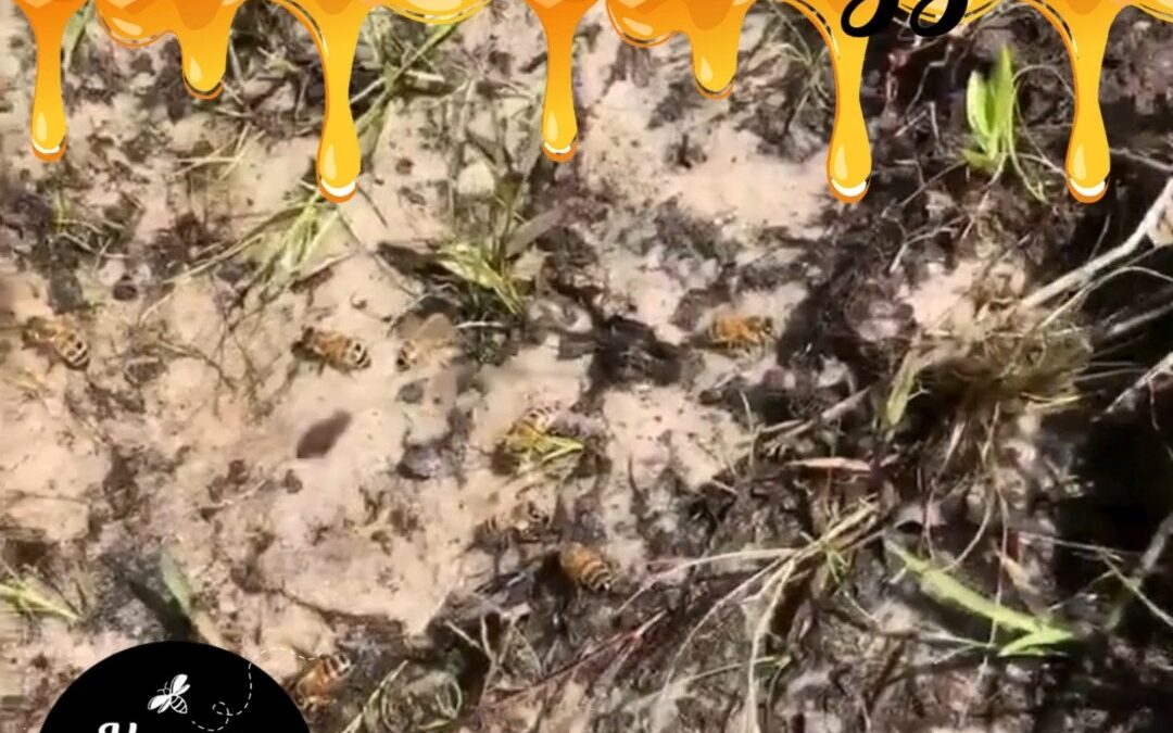 During dry spells, the bees🐝🐝 gather to find water wherever they can