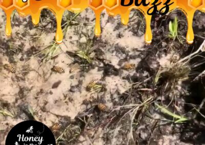 During dry spells, the bees🐝🐝 gather to find water wherever they can