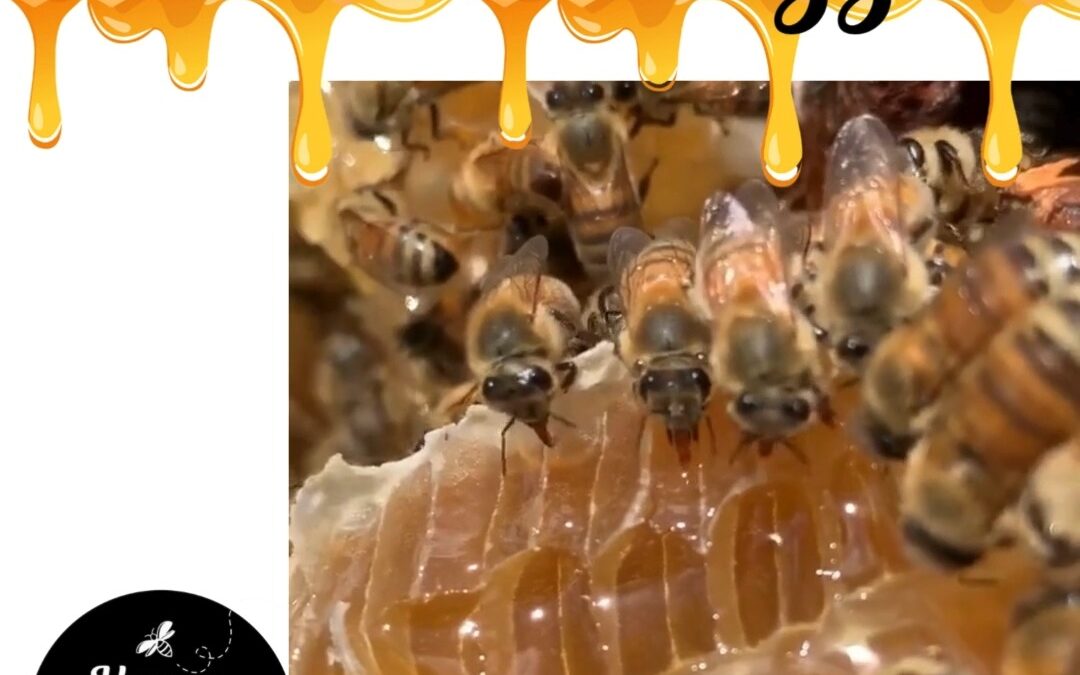 🐝 Honey bees love honey just as much as we do!