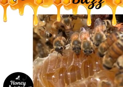 🐝 Honey bees love honey just as much as we do!