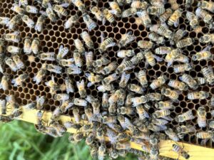 172bb6aa a4e7 4a90 aa04 841ba4cd41cf