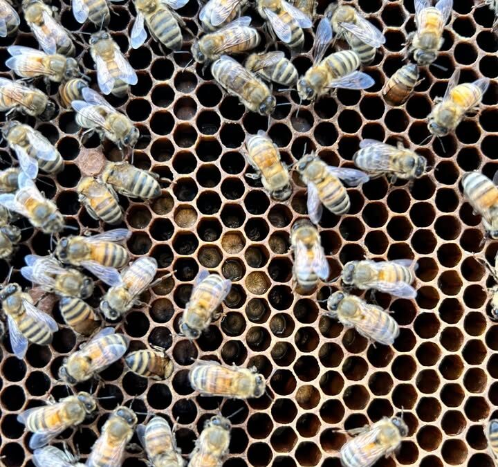 Happy National Honey Bee Day!!