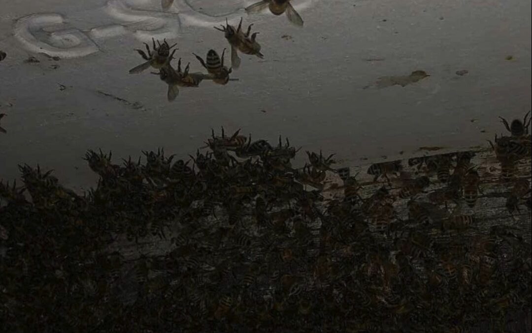 Make sure your speaker is turned up for this one!