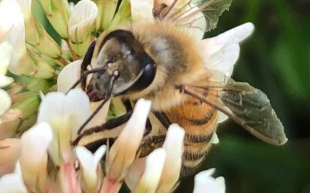 From our Hives to your Home