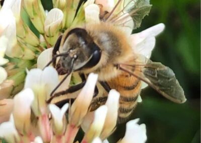 From our Hives to your Home